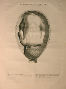 アルビナス、PI。 3、J.undHによって発行された「Bernhard Siegfried Albinus（1697-1770）による「人間の骨の表」から。 Verbeek、bibliop。、ライデン、1748 作： Jan Wandelaar