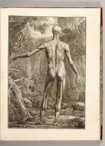 背中の筋肉群を描いた彫刻、1747