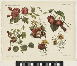 花（オブジェクトのタイトル） 新しいオランダの子供の版画 (オブジェクトのシリーズ タイトル) ファンケの版画（オブジェクトのシリーズタイトル） 作： Jan de Haan