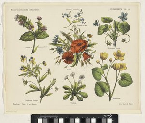 野の花（オブジェのタイトル） 新しいオランダの子供の版画 (オブジェクトのシリーズ タイトル) ファンケの版画（オブジェクトのシリーズタイトル） 作： Jan de Haan
