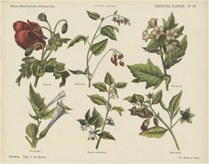 有毒植物 (オブジェクトのタイトル) 新しいオランダの子供の版画 (オブジェクトのシリーズ タイトル) ファンケの版画（オブジェクトのシリーズタイトル） 作： Jan de Haan