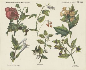 有毒植物 (オブジェクトのタイトル) 新しいオランダの子供の版画 (オブジェクトのシリーズ タイトル) 作： Jan de Haan