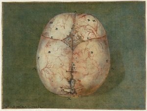 脳と心のプリント 未熟児の頭蓋骨の解剖学的研究 作： Jan l