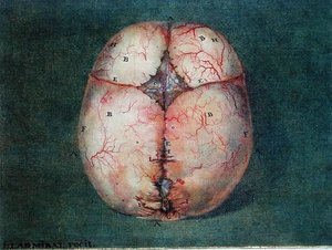フェリックス・ヴィック・ダジール（1748-94）の「脳の解剖学的考察」より。 作： Jan or Joannes Ladmiral