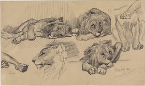 ライオンの学習シート 作： Jan van Essen