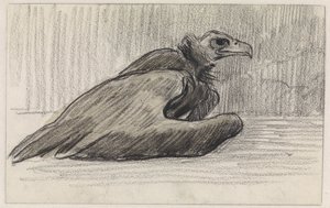 ハゲワシ、右 作： Jan van Essen