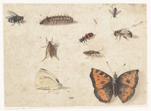 9つの昆虫の研究シート 作： Jan van Kessel (I)