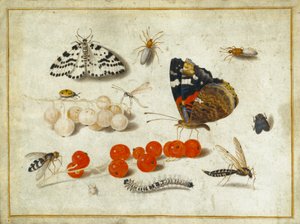 バタフライ、キャタピラー、ガ、昆虫およびスグリ、c.1650-65（ガラムとベラムのインク）