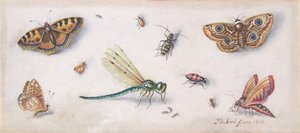 昆虫・蝶・トンボ 17世紀 作： Jan van Kessel