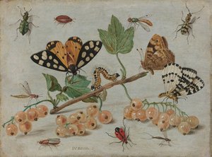 昆虫と果実、1660年頃-5（銅に油彩） 作： Jan van Kessel the Elder