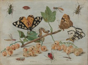 昆虫と果物。 1660-65年頃 作： Jan van Kessel the Elder