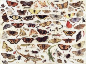 蝶や他の昆虫の研究。 1657 作： Jan van Kessel the Elder