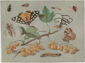 蝶と昆虫の研究 作： Jan van Kessel the Elder