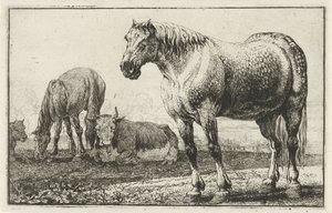 馬と牛 動物（シリーズタイトル） ズーグラフィアム（シリーズタイトル） 作： Jan van den Hecke