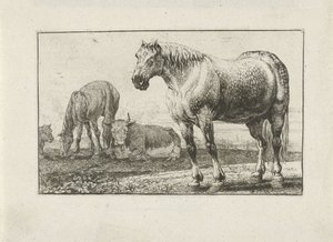 馬と牛 動物（シリーズタイトル） ズーグラフィアム（シリーズタイトル） 作： Jan van den Hecke