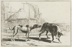 男性と女性 動物（シリーズタイトル） ズーグラフィアム（シリーズタイトル） 作： Jan van den Hecke