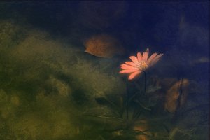  作： 