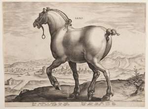 「Equile Joannis Austriaci」の最初のセットからのサクソン馬 作： Jan van der Straet, called Stradanus
