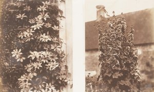 クレマチス セルレア、タチアオイ、1853-56。 作： Jane Martha St. John
