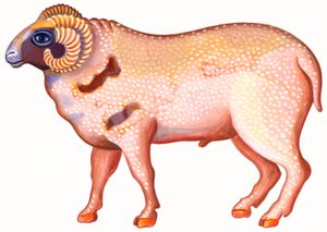 Aries the Ram、1996、（インクとガッシュ） 作： Jane Tattersfield