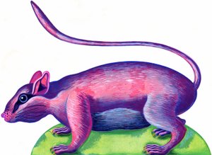 ラット、1996、（インクとガッシュ）