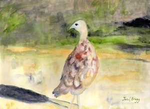 キジの雌 2016年頃 （紙に水彩、カゼイン）