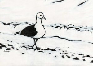 Seagull from Washington Park, c.2017 （木炭、ジェッソ、紙） 作： Janel Bragg
