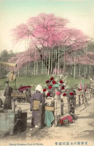 桜、祇園、京都、日本 作： Japanese Photographer
