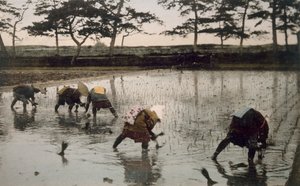 水田に田植えをする 5 人の農民、1890 年代。 作： Japanese Photographer