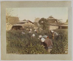 茶摘み（日本）（手彩色のモノクロ写真 作： Japanese Photographer