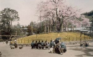 1890年代の京都・円山の名桜。 作： Japanese Photographer
