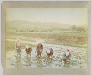 稲の芽の移植（日本）（手彩色のモノクロ写真 作： Japanese Photographer