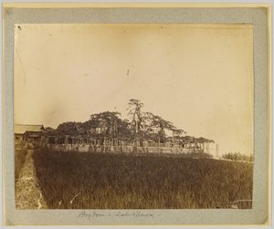 京都に近い琵琶湖畔の木々（モノクロ写真 作： Japanese Photographer