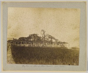 京都に近い琵琶湖畔の木々（モノクロ写真 作： Japanese Photographer