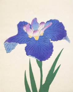 Aoi-Gata, no.30, 1898  作： Japanese School