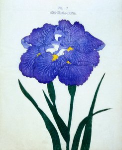 浅間舟舟、1898年7号