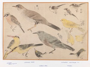 おきょう風の鳥（版画カラープリント） 作： Japanese School