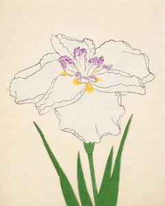 長飛燕91号、1890年（色木版） 作： Japanese School