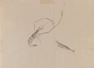 2つのザリガニの描画（紙にインク） 作： Japanese School