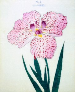 Ezo-Nishiki, no.41, 1898  作： Japanese School