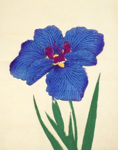 Gosetsu-no.-Mai, no.9, 1898  作： Japanese School