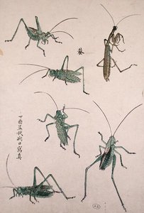 バッタ（カラー木版画） 作： Japanese School