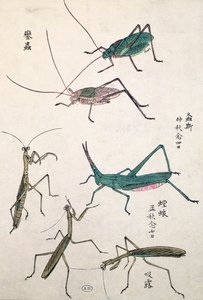 バッタとカマキリ（色木版画） 作： Japanese School