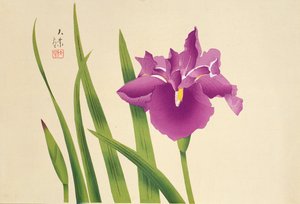 アイリス、パブ。 1950年頃 作： Japanese School