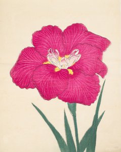 Kagari-Bi, No. 38, 1890 作： Japanese School