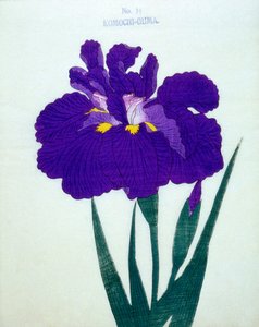 Komochi-Guma no.14, 1898  作： Japanese School