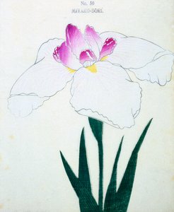 Miyako-Dore, no.50, 1898 