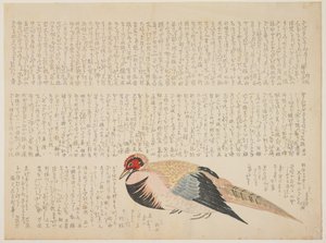 キジ、c.1818-29（色木版画） 作： Japanese School