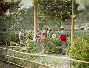 お茶摘み、1880年頃