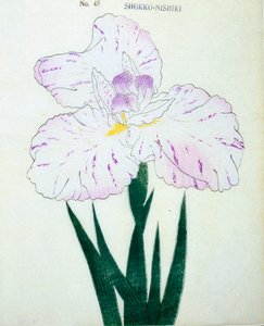 Shokko-Nishiki, no.48, 1898 